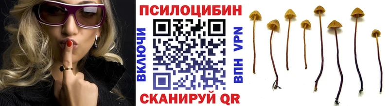 где купить наркоту  Александров  Псилоцибиновые грибы ЛСД 